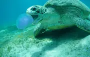 Comment le ratel et la tortue luth résistent aux venins mortels