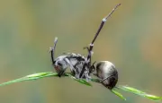 Comment les parasites modifient le comportement de leurs hôtes