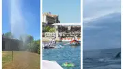 Concours Lépine, Saint-Louis, baleine : l'actu régionale en bref