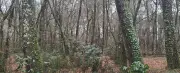 Contes de forêt et kamishibaï à la médiathèque Jean-Cocteau