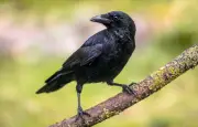 Corneilles : des oiseaux bricoleurs à l'intelligence surprenante