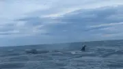 Dans l'Aude, une baleine aperçue à 300 m de la plage de Saint-Pierre-la-Mer