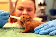 Dans les coulisses de l'hôpital pour animaux sauvages de Saint-Cézaire