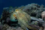 Découverte d'un poulpe bleu aux Galapagos : une nouvelle espèce