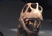 Découverte en Thaïlande du plus grand dinosaure d'Asie du Sud-Est