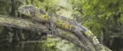 Découverte unique d’un lézard crocodile vieux de 80 millions d’années dans l’Hérault