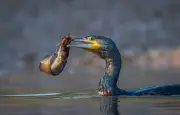 Des pays de l'UE réclament une réduction des grands cormorans