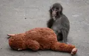 Deux Américains arrêtés pour intrusion dans l'enclos du singe vedette Punch