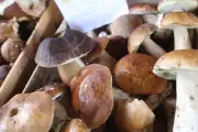 Deux nouveaux marchés aux cèpes en Dordogne : Beauregard-et-Bassac et Ribérac