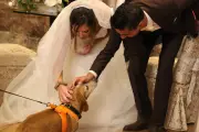 Dog wedding : un marché de niche pour chiens dans le Var et les Alpes-Maritimes