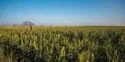 Détroit d'Ormuz : l'ONU veut sécuriser les livraisons d'engrais pour éviter la famine