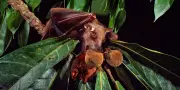 Ebola : la chauve-souris, suspect idéal à l'origine de l'épidémie