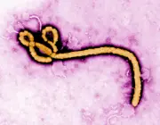 Ebola : origine, symptômes, traitements, le profil d'un virus tueur en RDC