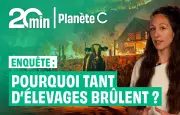 Enquête : pourquoi tant d'élevages brûlent en France ?