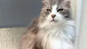 Essonne : chatte décapitée à Saint-Michel-sur-Orge, une famille sous le choc
