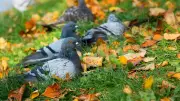 Excédé par le bruit, un homme tire à la carabine sur les pigeons de sa voisine à Avignon
