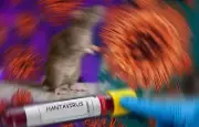 Fake off : non, ce camion ne relâche pas des souris infectées par l'hantavirus