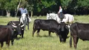 Famille Agnel : fierté et tradition aux abrivado de la feria de Nîmes
