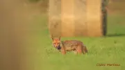 Faut-il arrêter de tirer les renards pour lutter contre les lapins dans l'Hérault ?