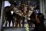 Faut-il fermer les zoos ? Plaidoyer pour des parcs animaliers repensés