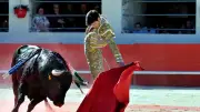 Feria d'Alès : corridas, paquito et animations festives au programme du 16 mai