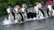 Feria d'Alès : la manade Aubanel impressionne avec sa gaze sous la pluie