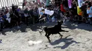Feria d'Alès : la première animation vachette enflamme les berges du Gardon