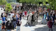 Feria d'Alès : le public répond à l'appel des manadiers et attrapaïres