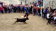 Feria d'Alès : sensations fortes avec les vachettes au bord du Gardon