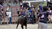 Feria d'Alès : un jeune s'agrippe à une vachette sous les rires du public