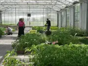 Foliflores : les lycéens horticoles organisent leur marché de plantes