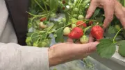 Fraise d'Île-de-France : comment elle résiste à la concurrence espagnole
