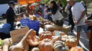 Fête de la courge de Saint-Jean-de-Védas en lice pour un prix régional