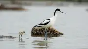 Fête de la nature au Méjean : balades et ateliers gratuits à Lattes