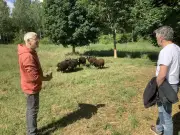 Fête de la nature : tonte de moutons et projet de parc pédagogique à Saint-Jean-d'Angély