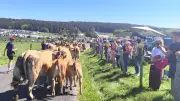 Fête de la transhumance sur l'Aubrac : les vaches gagnent les estives