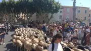 Fête de la transhumance à Vendres : un événement pastoral incontournable