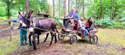 Fête de l'âne à Donnezac : traditions et producteurs locaux le 7 juin