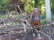 Fête des moulins à Saint-Julien-de-l'Escap : visites, marché et débardage à cheval