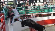 Fête du printemps aux arènes d'Aramon du 29 au 31 mai 2026