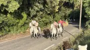 Fête votive de mai à Meynes : traditions et nouveautés au rendez-vous