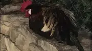 Gard : un coq tué par balle dans son enclos, la famille porte plainte