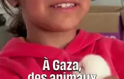 À Gaza, des enfants retrouvent le sourire grâce à la zoothérapie