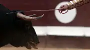 Gironde : corrida suspendue à La Brède, une victoire pour les associations