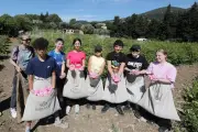 Grasse : des collégiens découvrent les secrets de la rose Centifolia