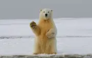 Grippe aviaire : un ours polaire mort du H5N5 dans l'Arctique norvégien