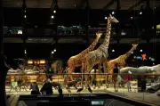 Grève au Muséum d'Histoire Naturelle contre des salaires proches du SMIC