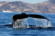 Guerre au Yémen : les baleines à bosse du Golfe prises au piège