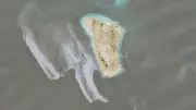 Guerre en Iran : marée noire détectée au large de l'île de Kharg