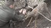 Guerre en Ukraine : des soldats sauvent un chevreuil pris dans un filet anti-drone